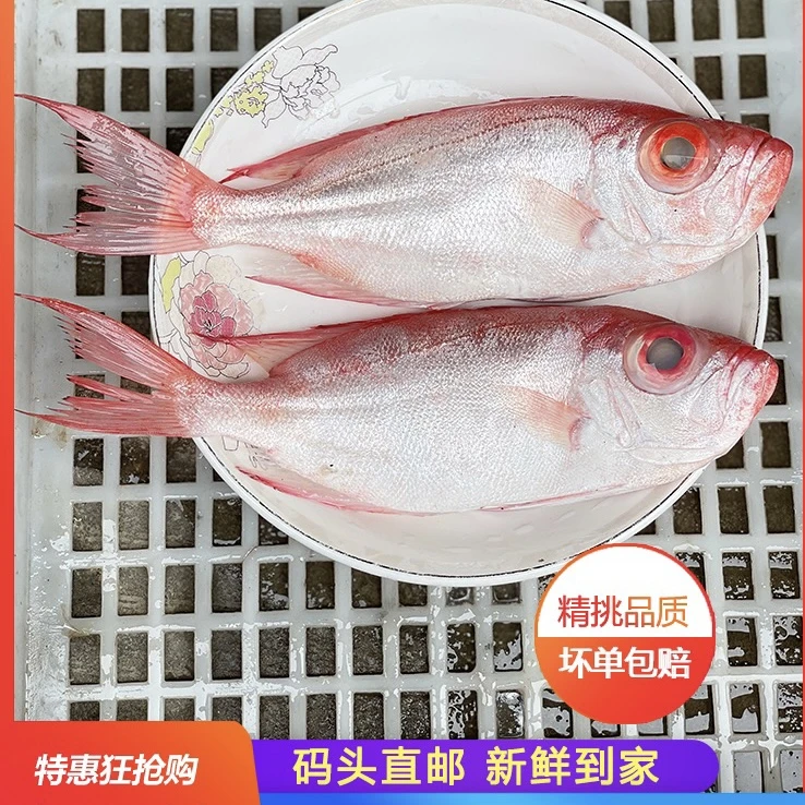 大眼鱼 红目鲢大眼鸡原产地渔船海鲜宝宝辅食鱼（约2~3条/斤）帮杀
