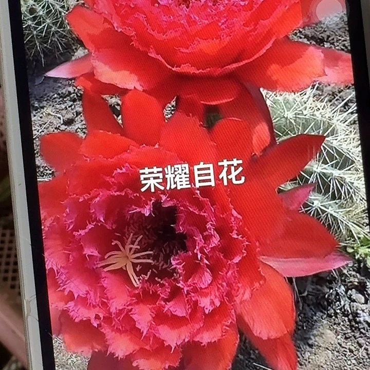 荣耀自花带根冠服7公分左右毛花柱