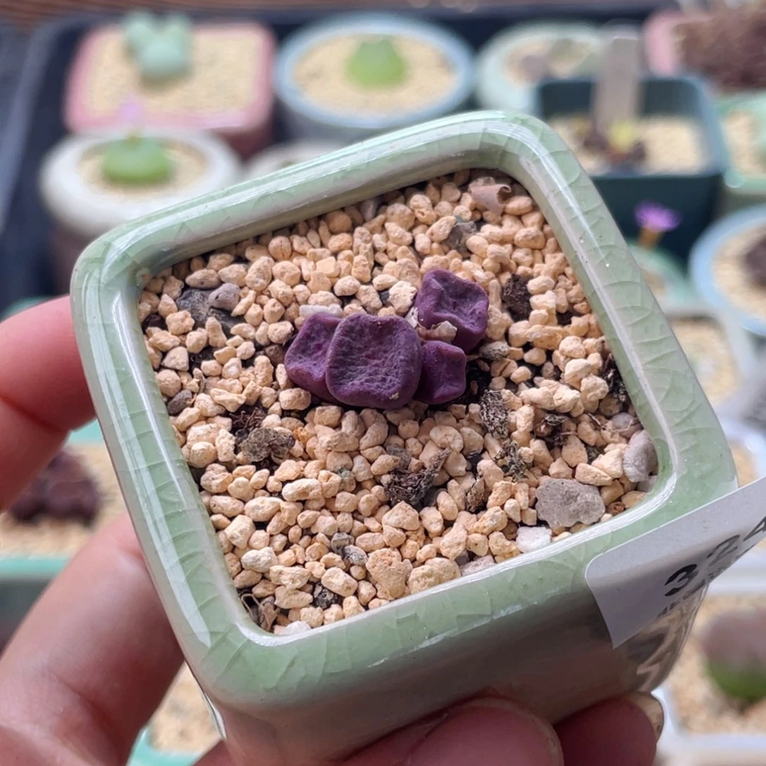 全部花朵3242/-一物一拍 带盆