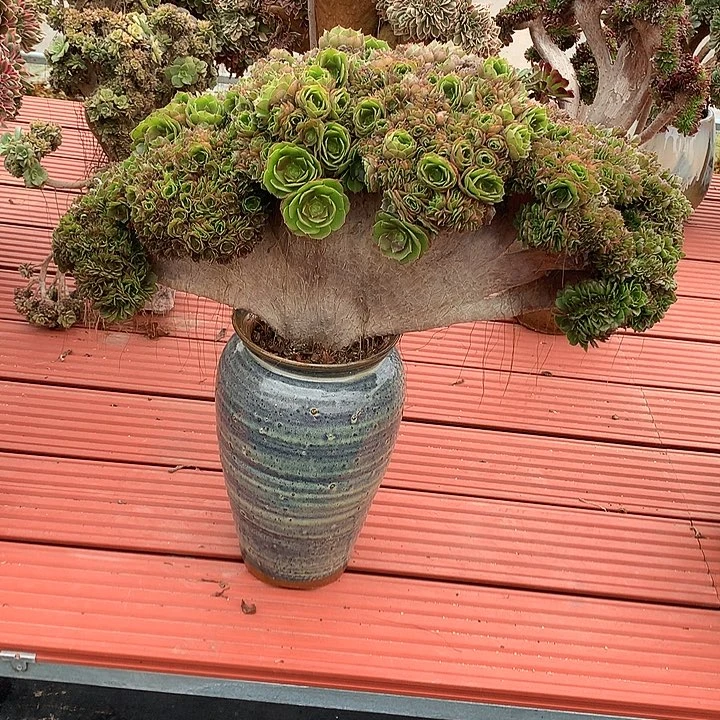 万朵朵脱土不带盆