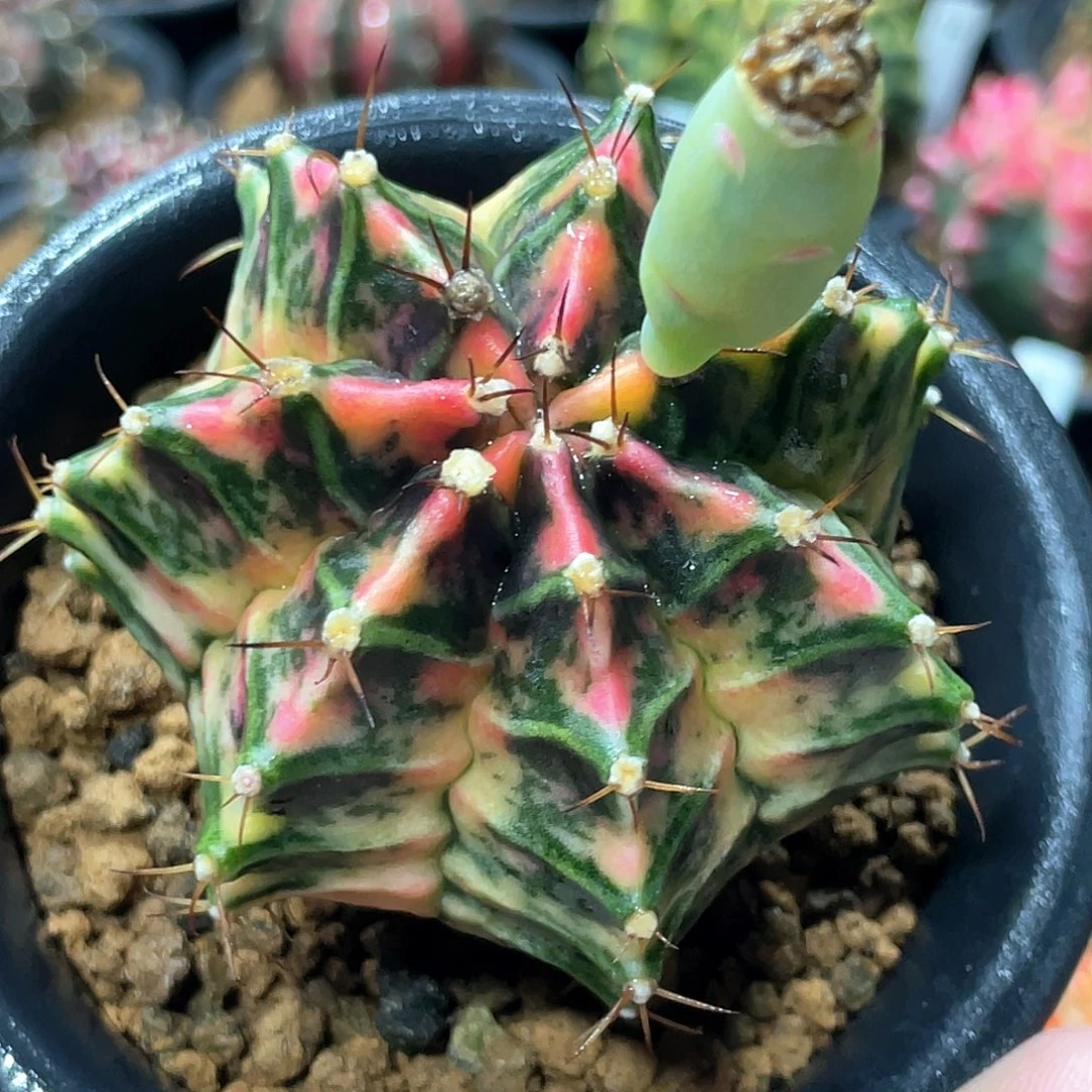 当前无花朵，栽培后可花朵