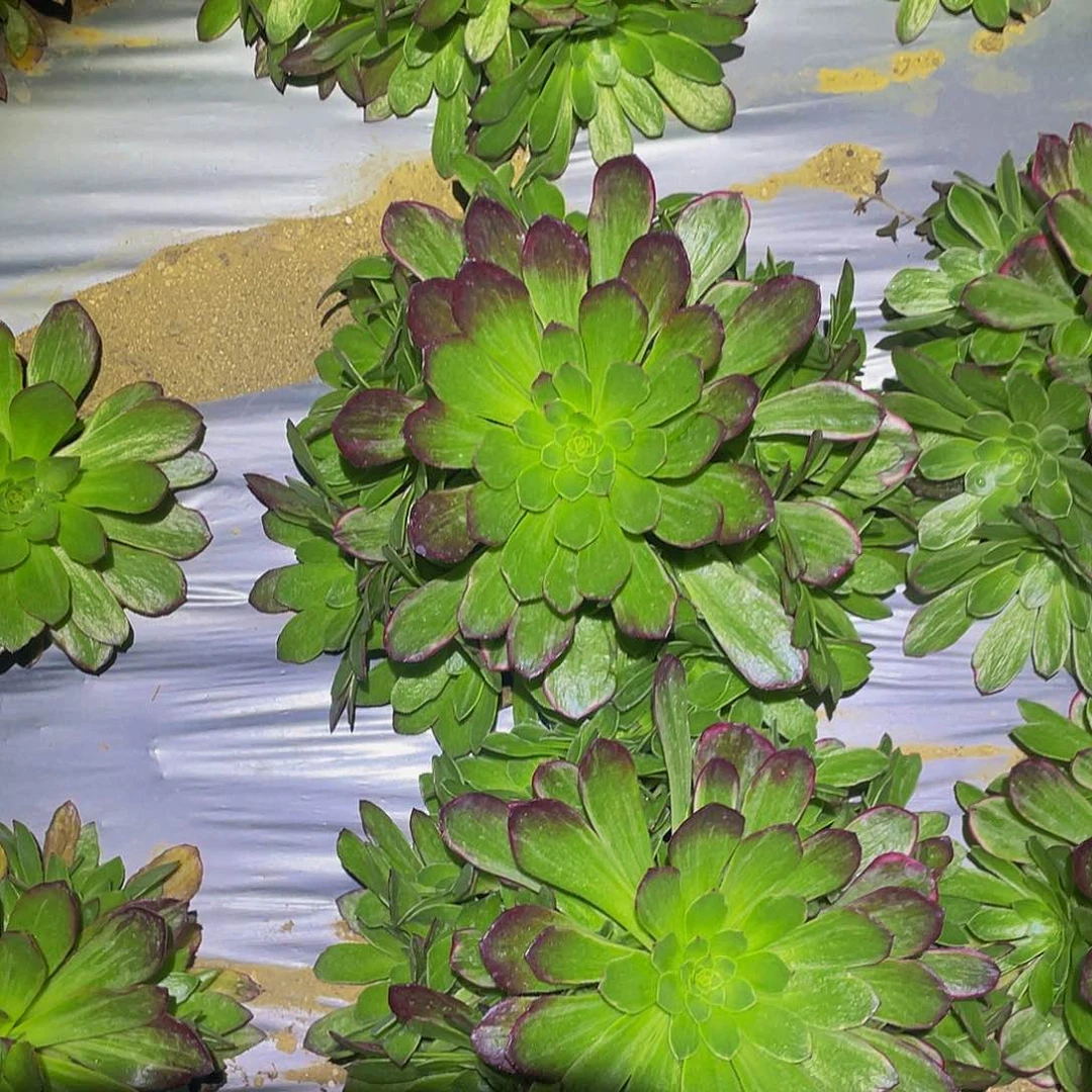 2865万花筒多肉植物