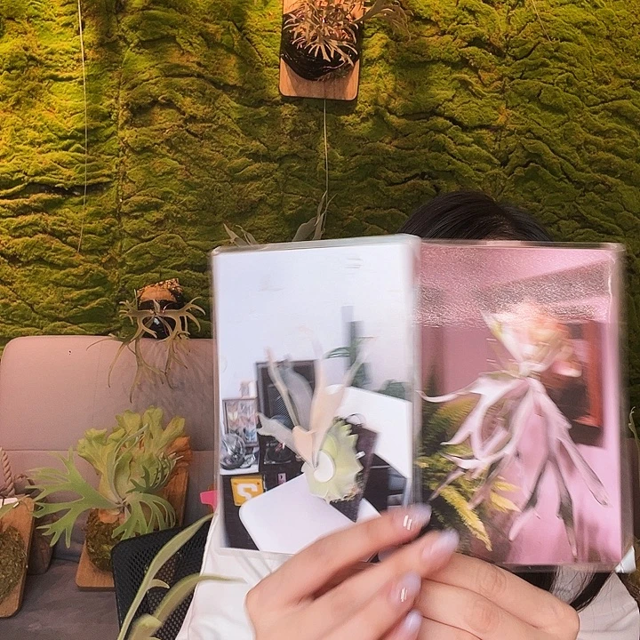 完全开放白色恋人侧芽
