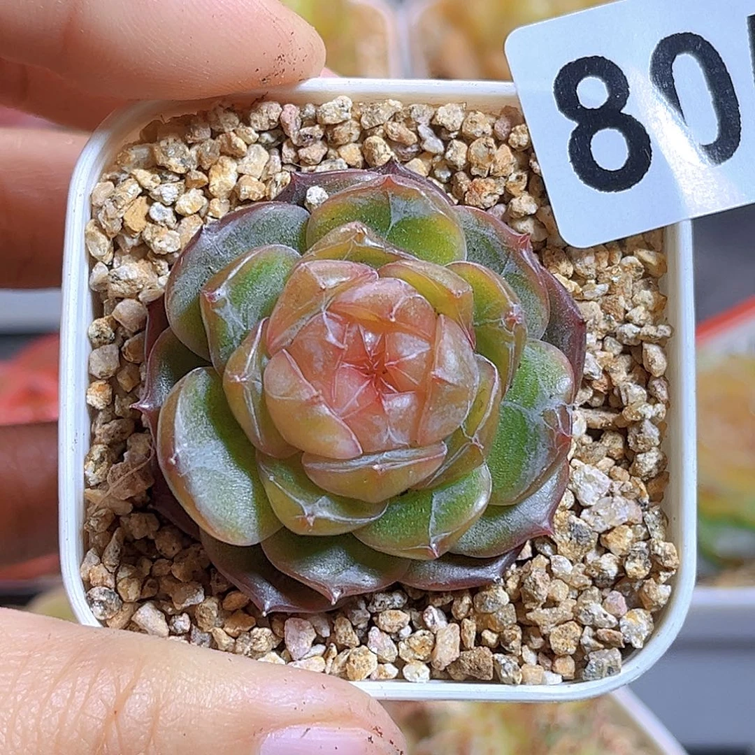 莫***九805  榴月 满18包邮