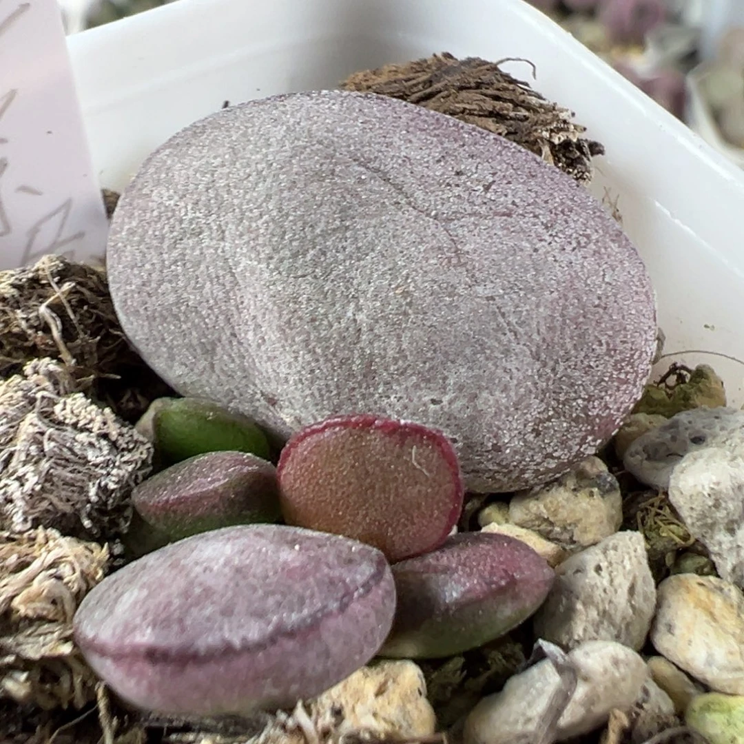 w球球紫蛋多肉植物水泡