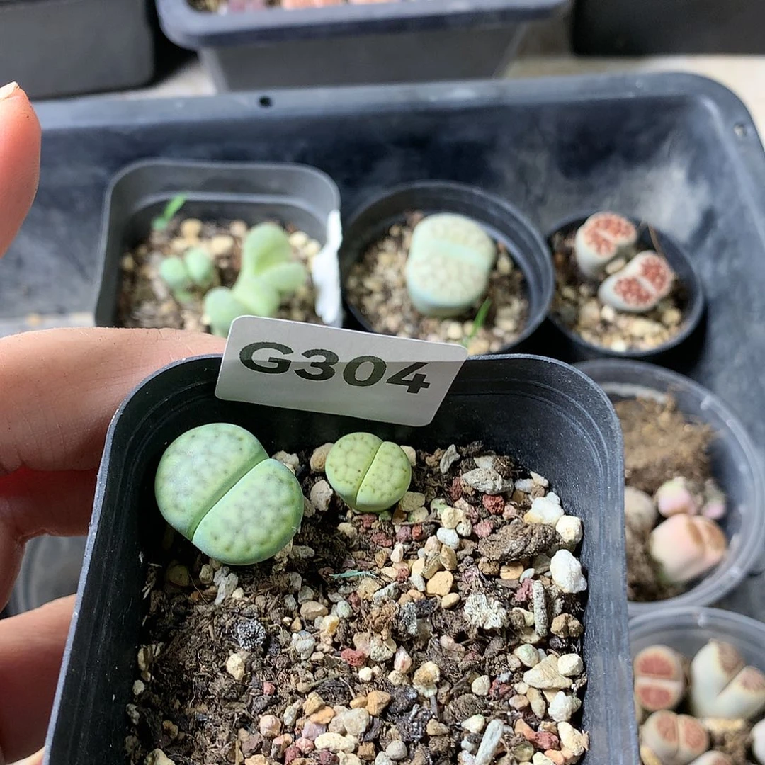 菲*G304多肉植物保护