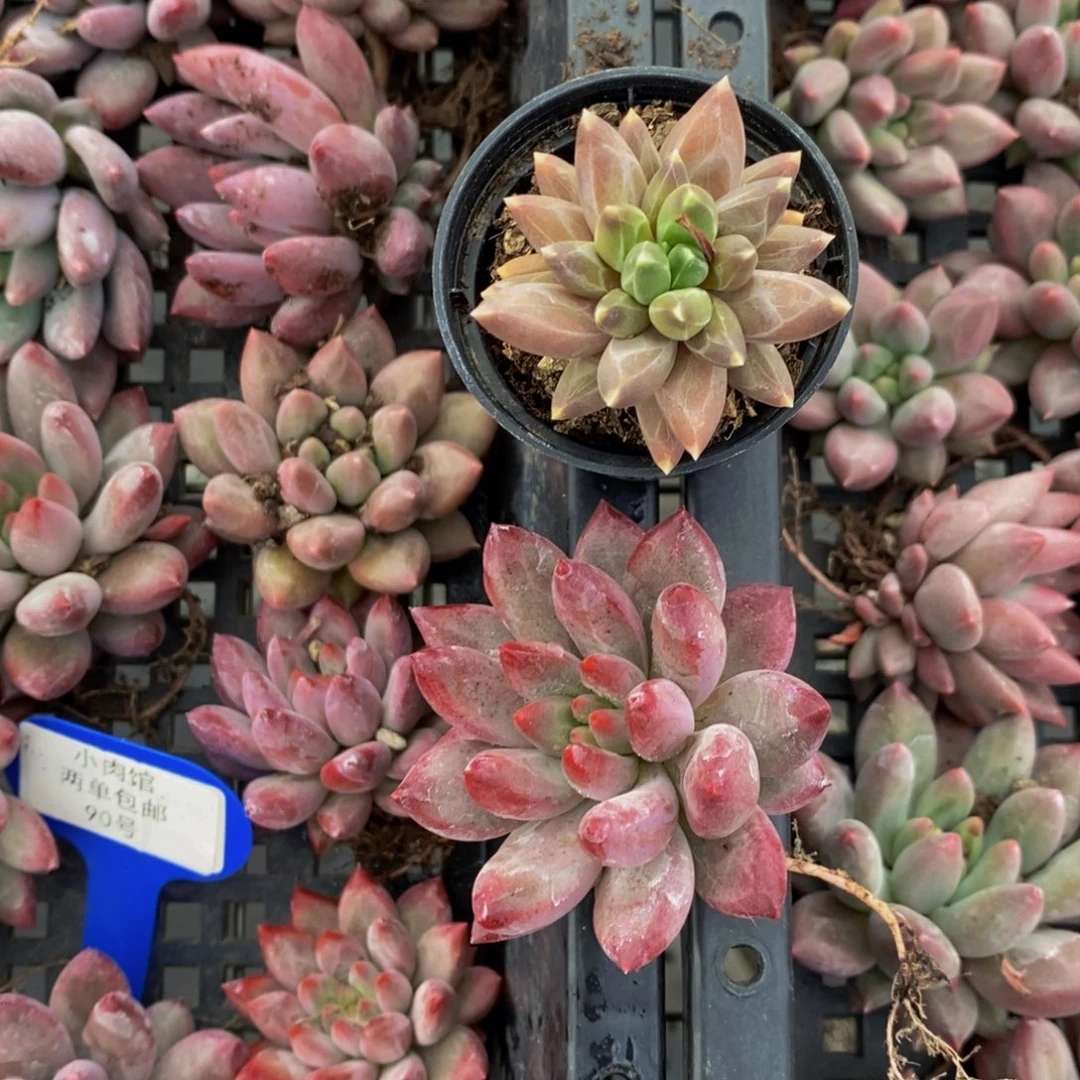 90-精品虞美人加伊卡鲁斯单头