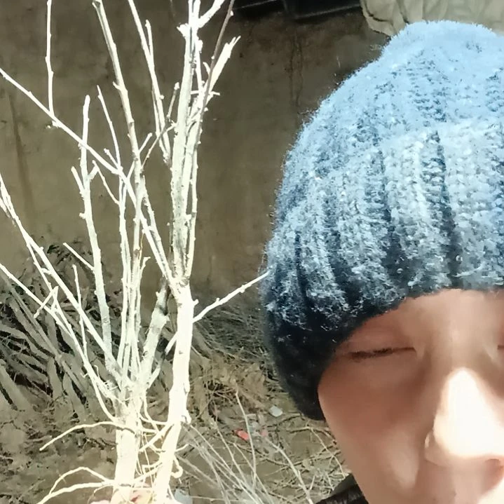 包***子完全开放文冠树两颗