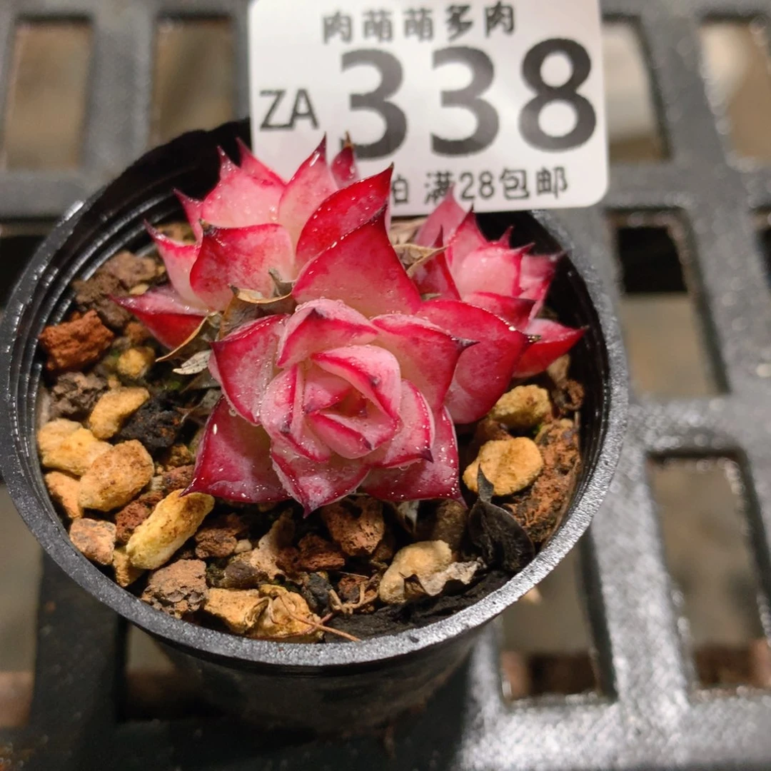 肉萌萌拇指盆精控多肉ZA338