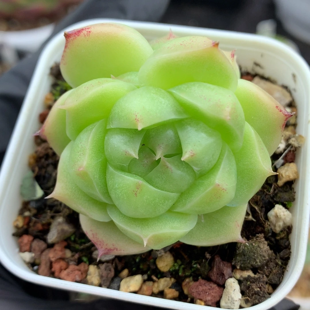 58包邮  群生不包整麦秆33