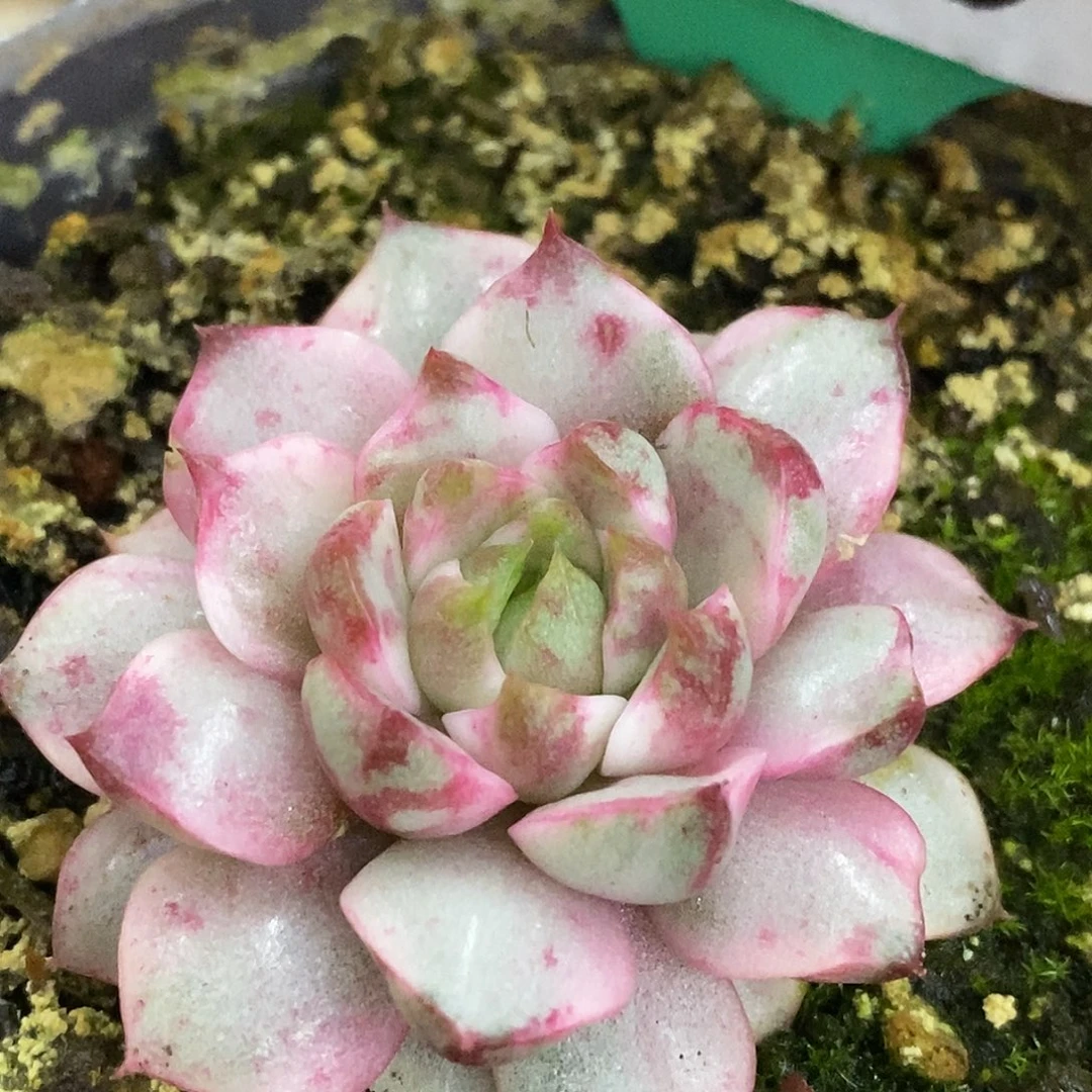 350血燕哈哈哈哈哈哈