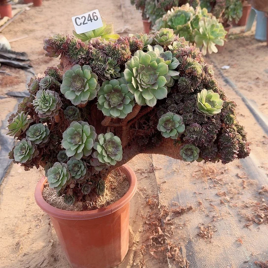 246万缀朵朵有伤一颗，不包售后，板子一般