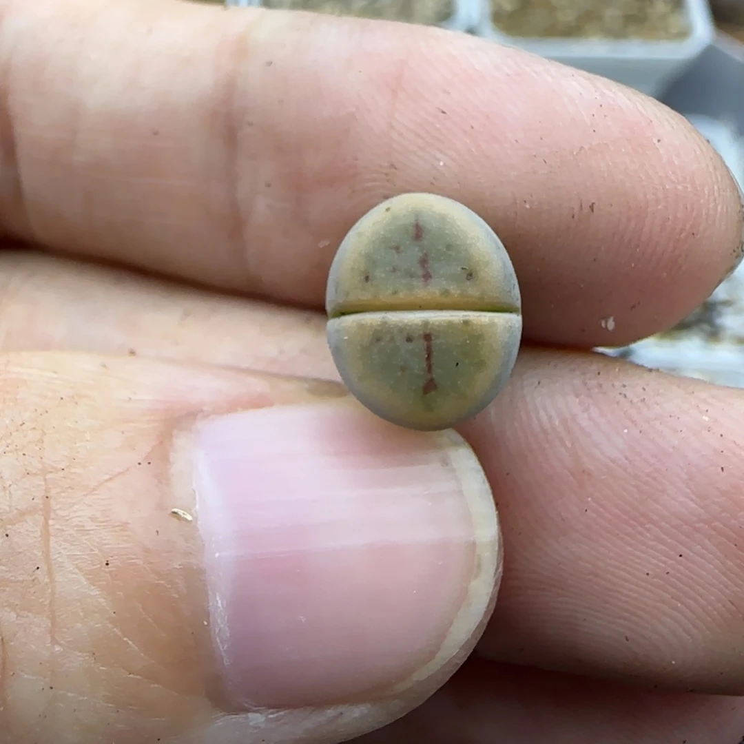 683二蜕线绚烂清框福利30包邮