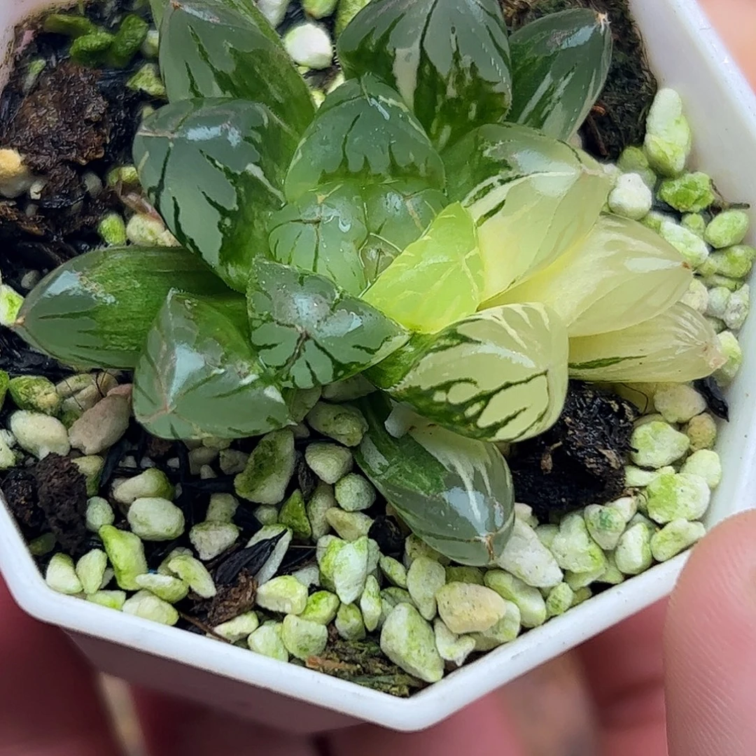 水晶灯锦十二卷多肉