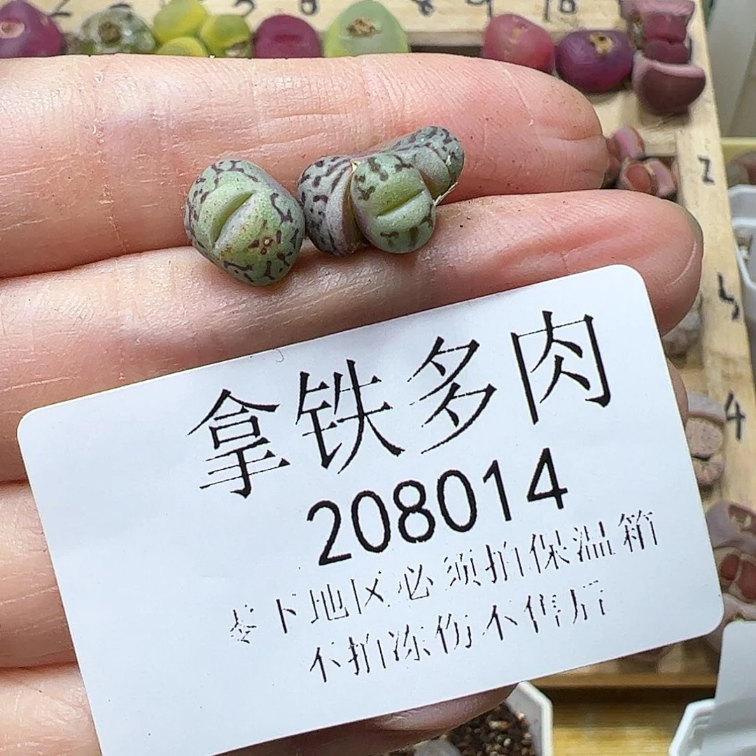 ~*～208014/拿铁多肉植物馆