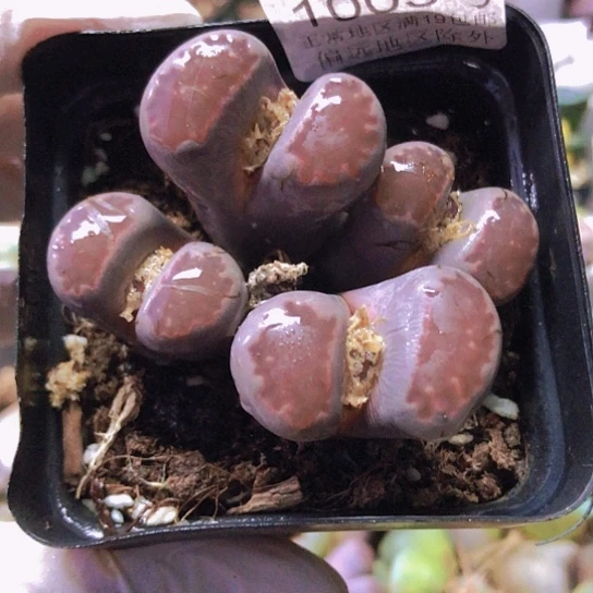 无花朵1003，微徒群