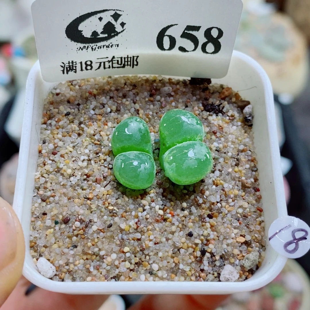 生石花花花花花花658