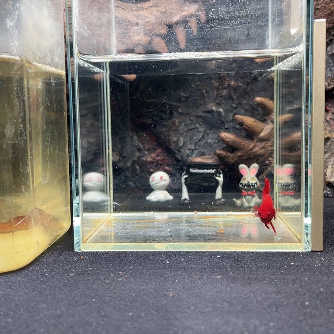 斗鱼十月五日竞价