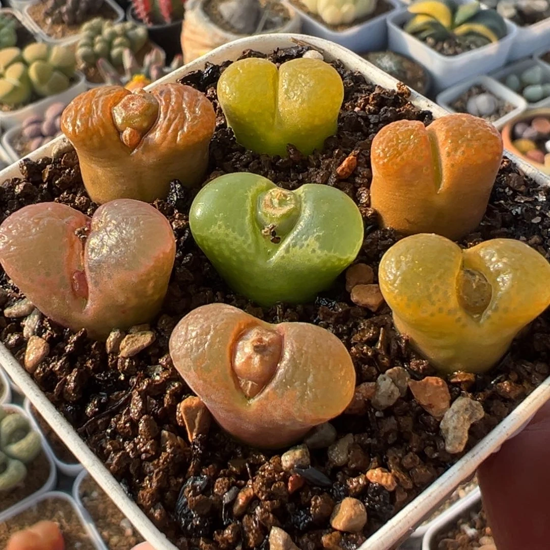 风铃组合带盆多肉植物