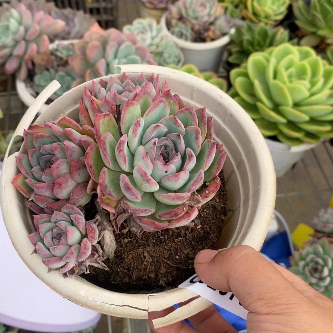 小***圆2875荷花多头一物一拍