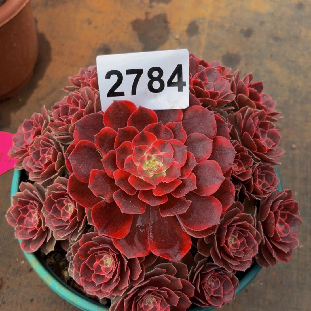 2784多肉植物克拉恋人