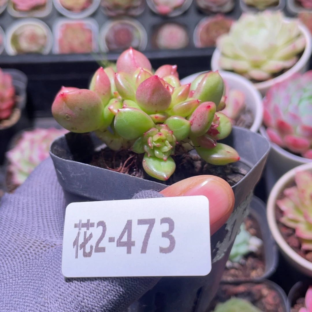 花利美2-473苹果花