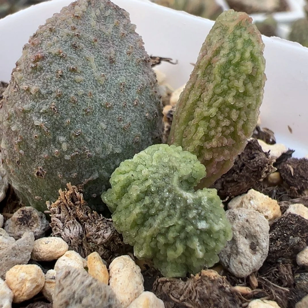 实生新品大苗多肉植物水泡