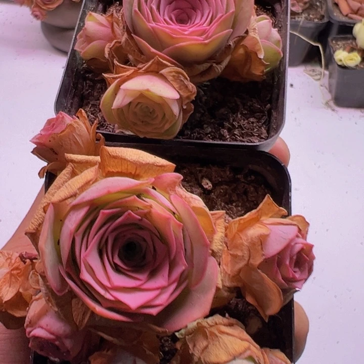 新品黄金杂多肉山地玫瑰一颗