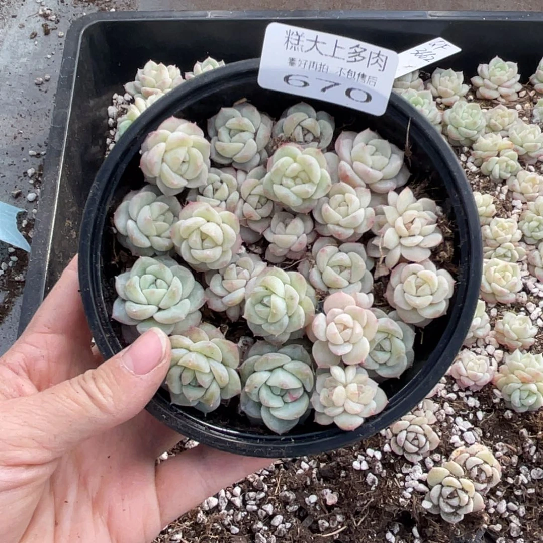 糕大上多肉植物670