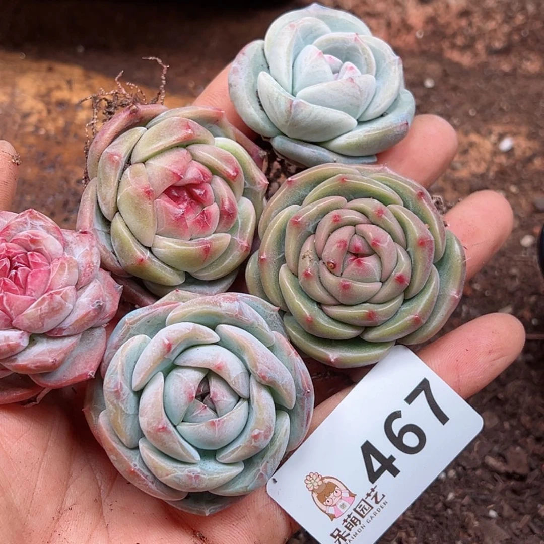 多肉植物多肉植物