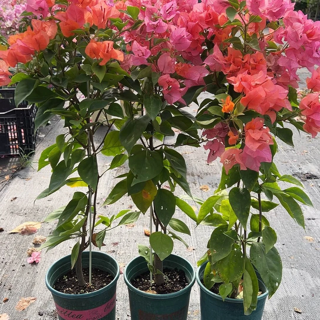 大部分花苞少量开放波妹带竹一颗