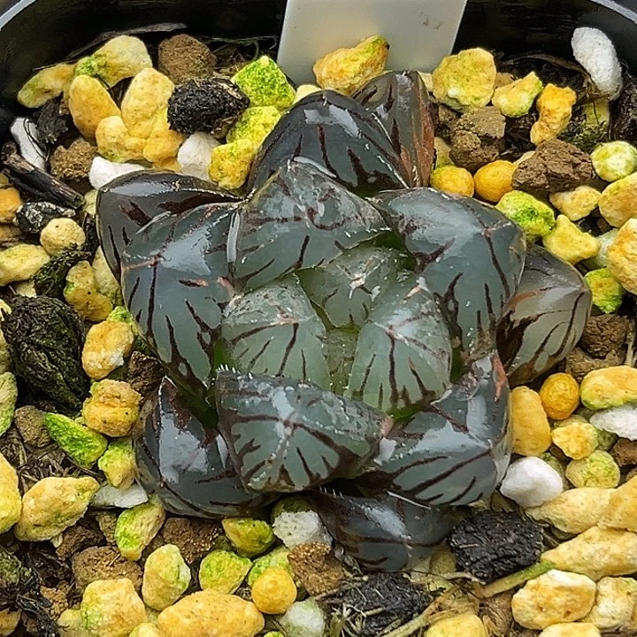 53OM玉露锦头家多肉十二卷