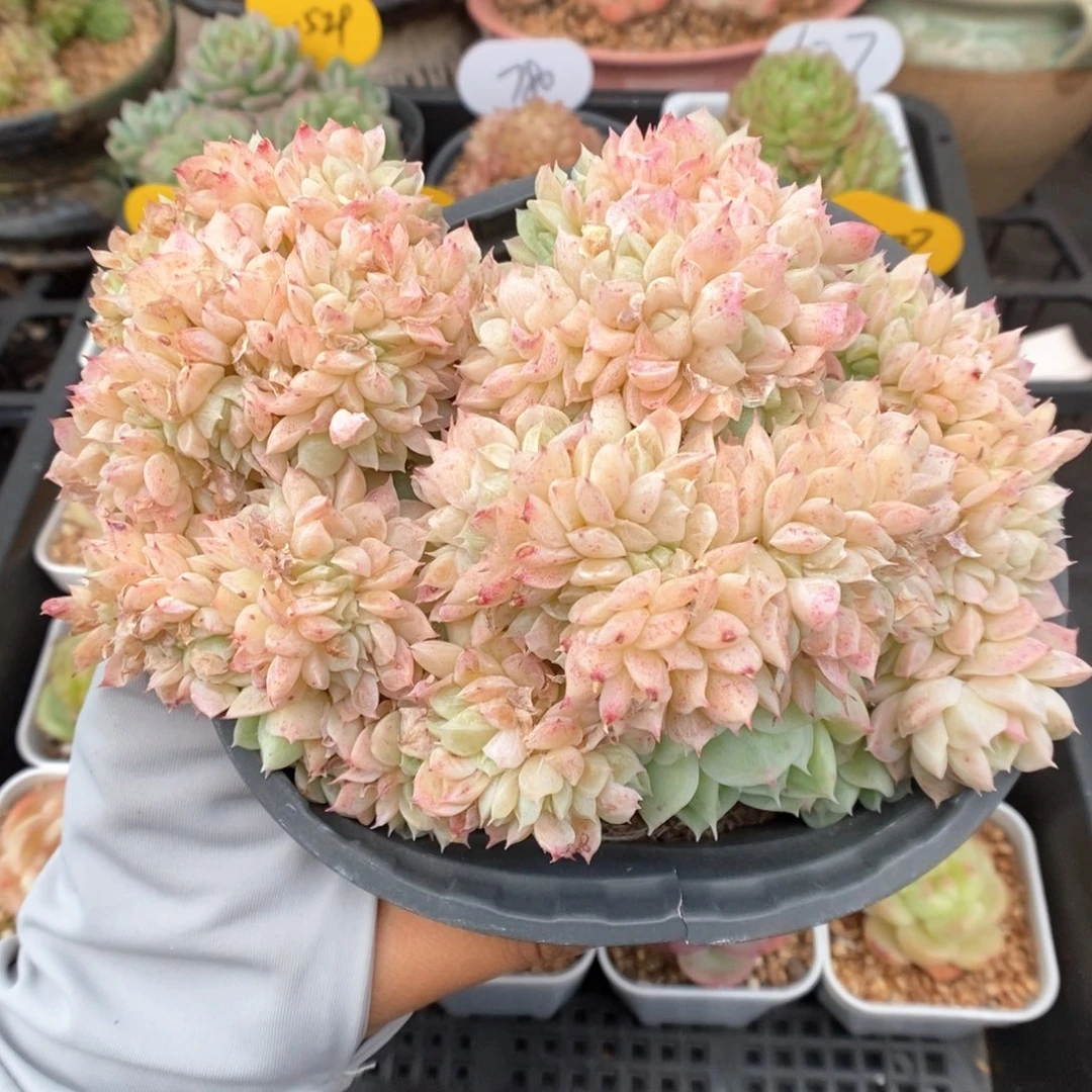 奶油美人缀化可拍。