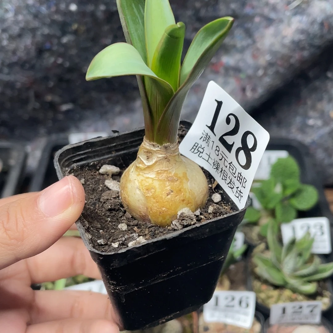 128风信子（满18元包邮）