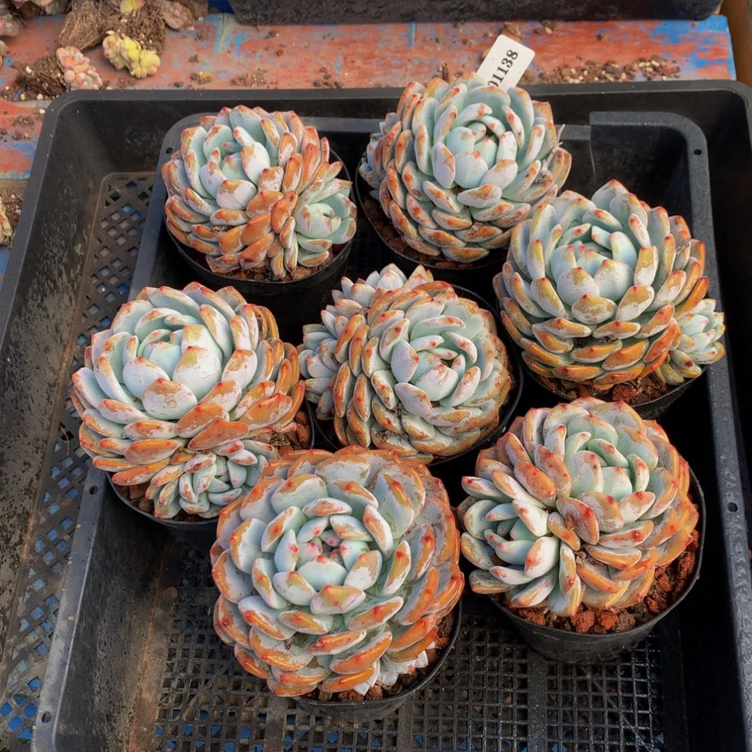 101138七个嗯嗯嗯嗯嗯嗯嗯嗯好