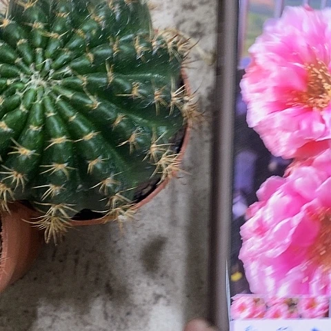 33牡丹仙人球，eyioppp