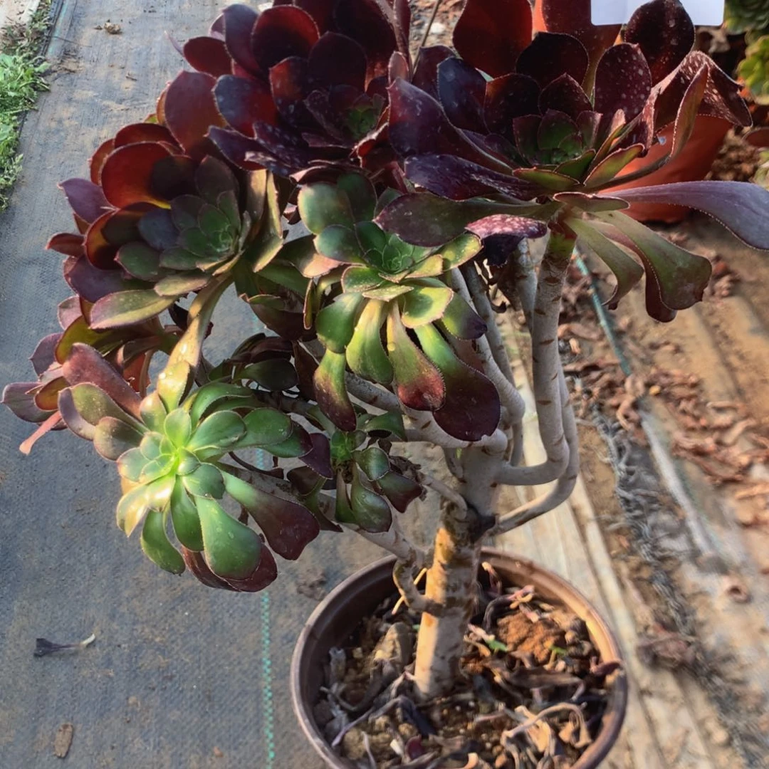 ༄****138圆叶玫瑰多肉植物