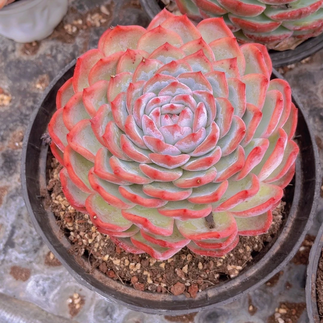 香提卡13公分999999999