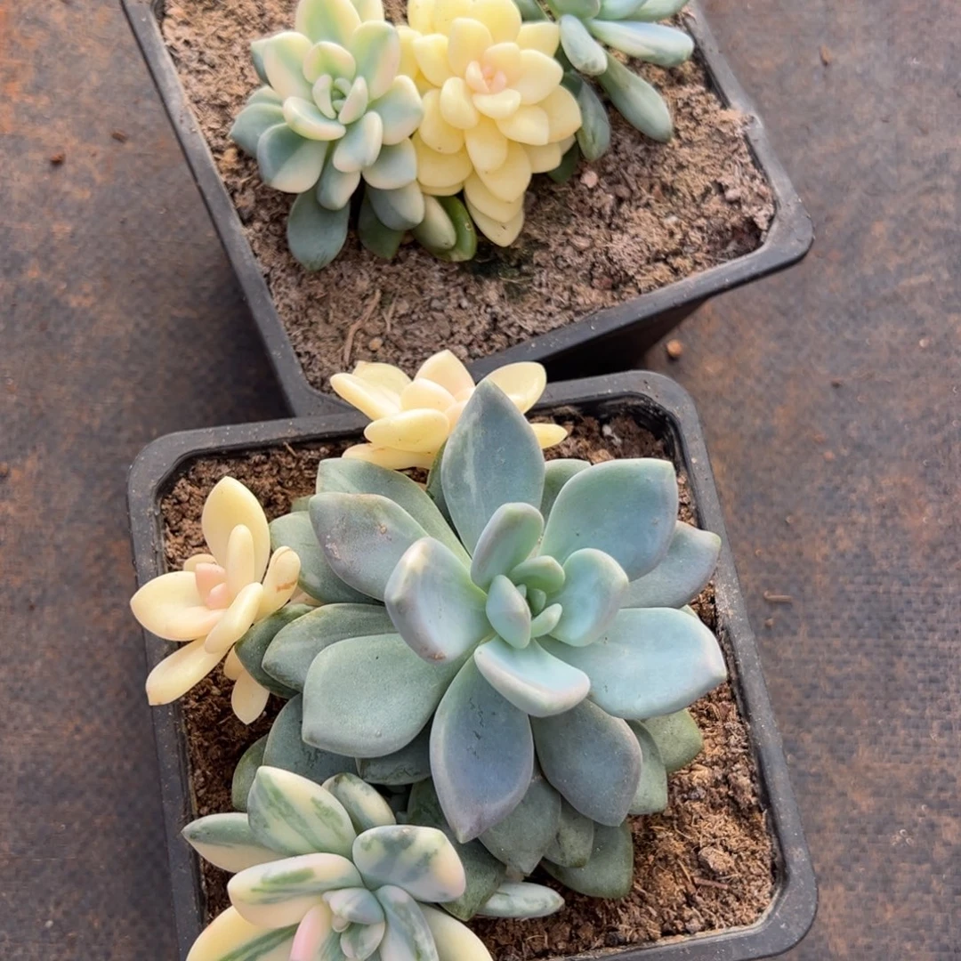素***素冬美人锦2颗多肉植物30