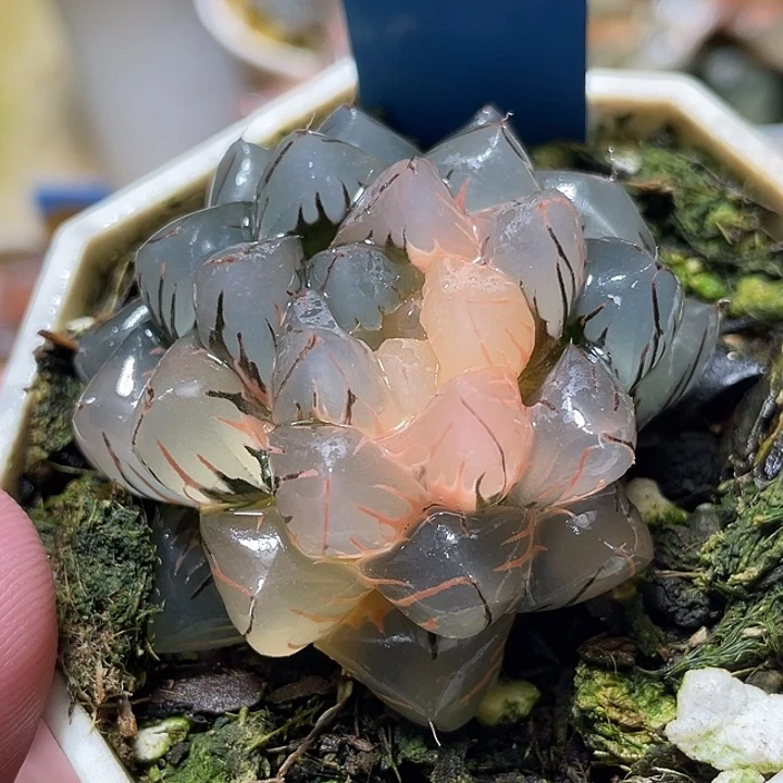 742水中月锦特选福利
