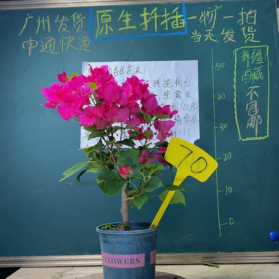 当前无花栽培后可以开花 玫瑰红 70