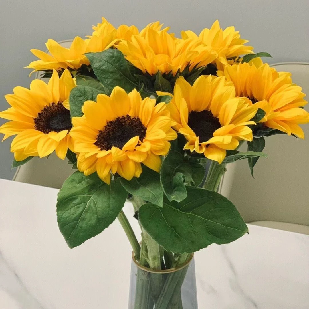 【 零度以下加拍保温棉】向阳而生鲜切向日葵