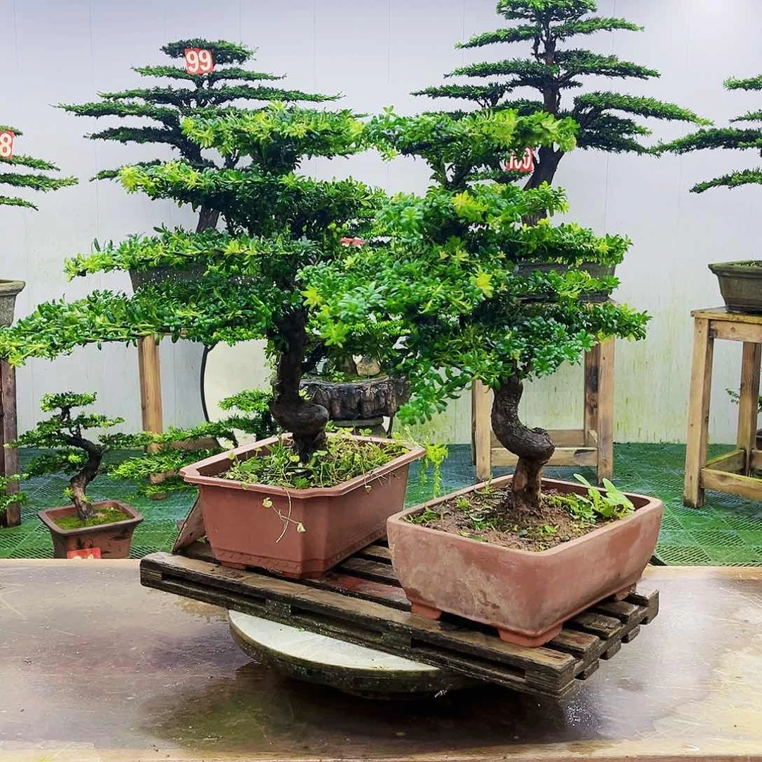 完全开放罗汉松盆景艺术