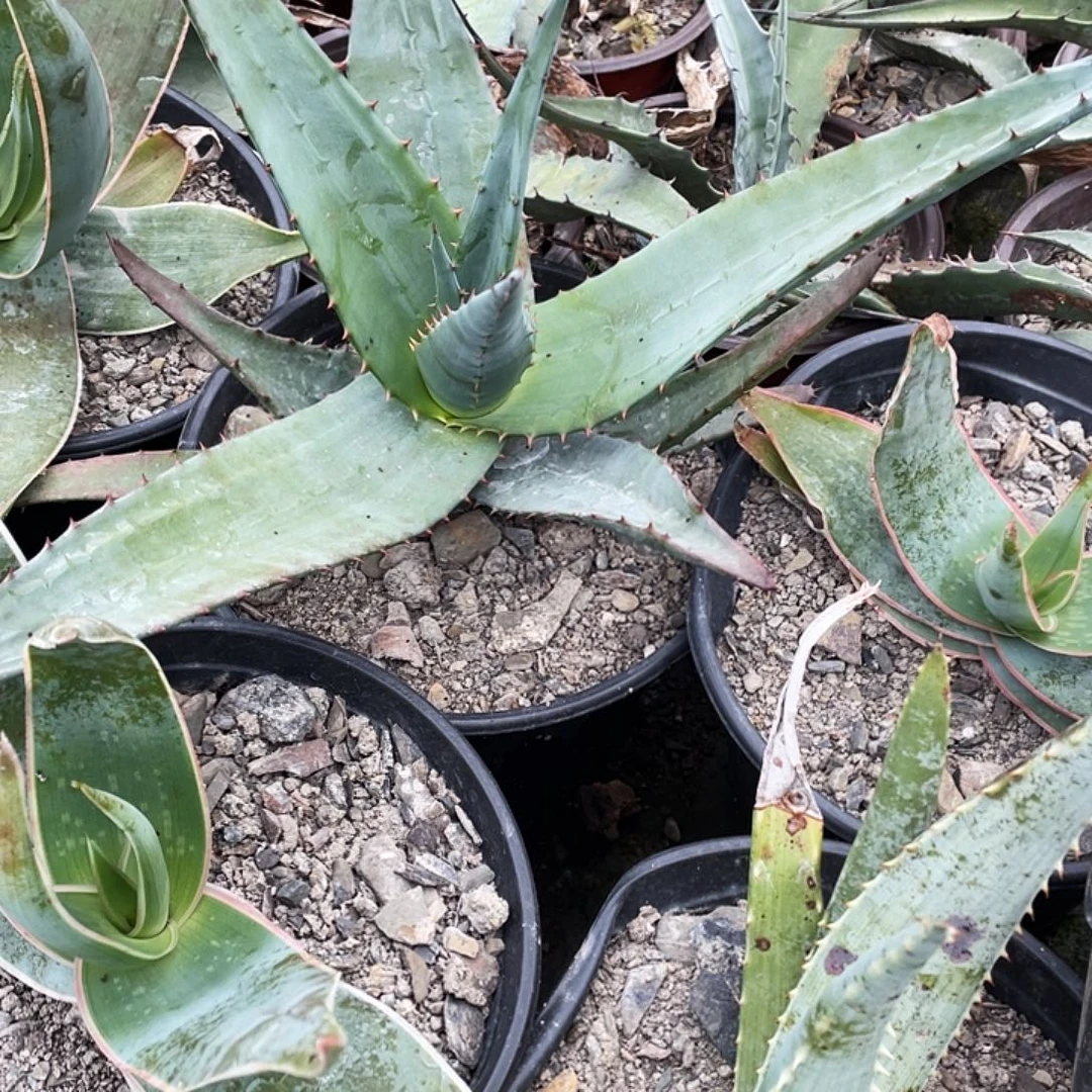 无花朵芦荟好望角3688