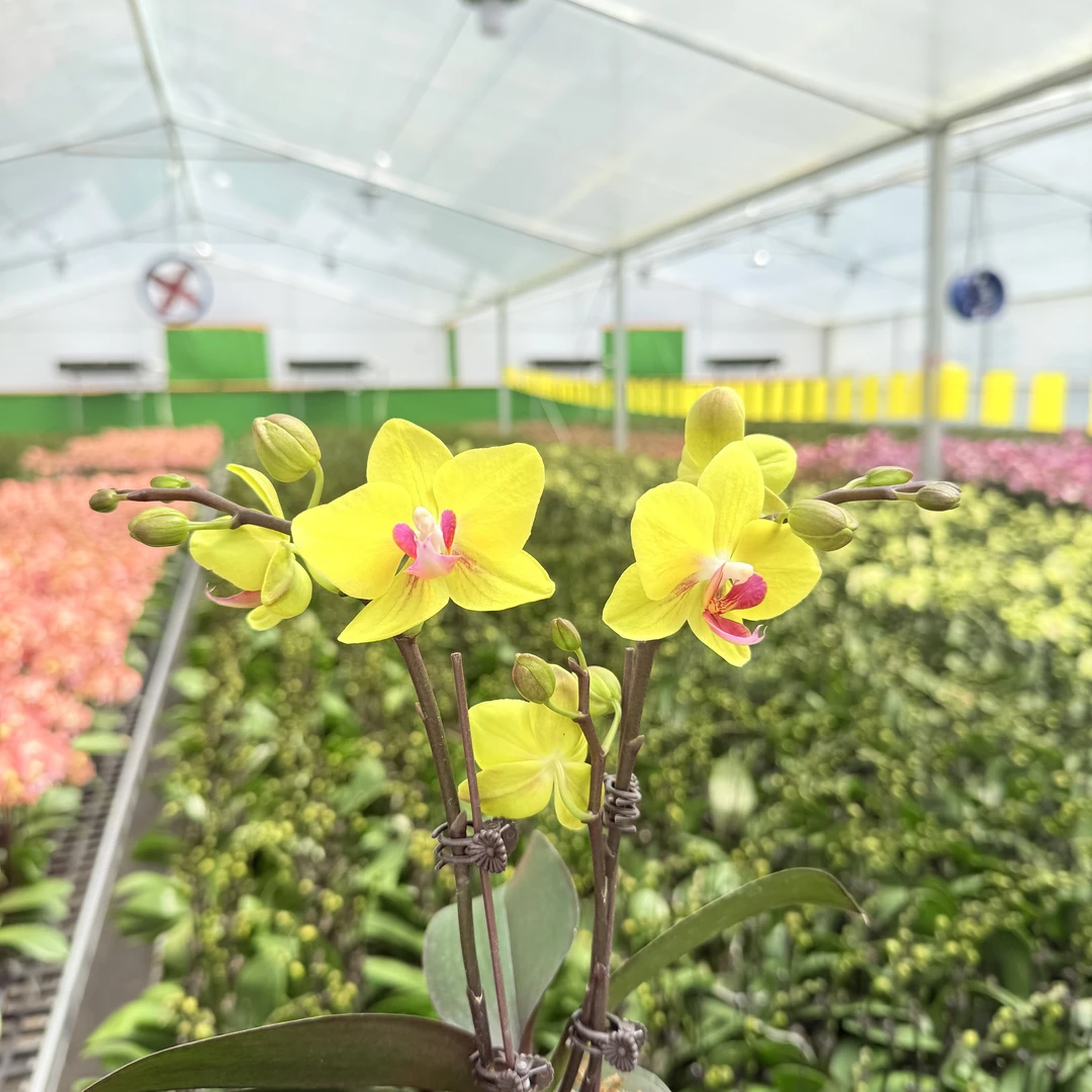 【小黄莺】精品蝴蝶兰  蜡质高端绿植花卉 双花剑 带花带花苞 3.0寸