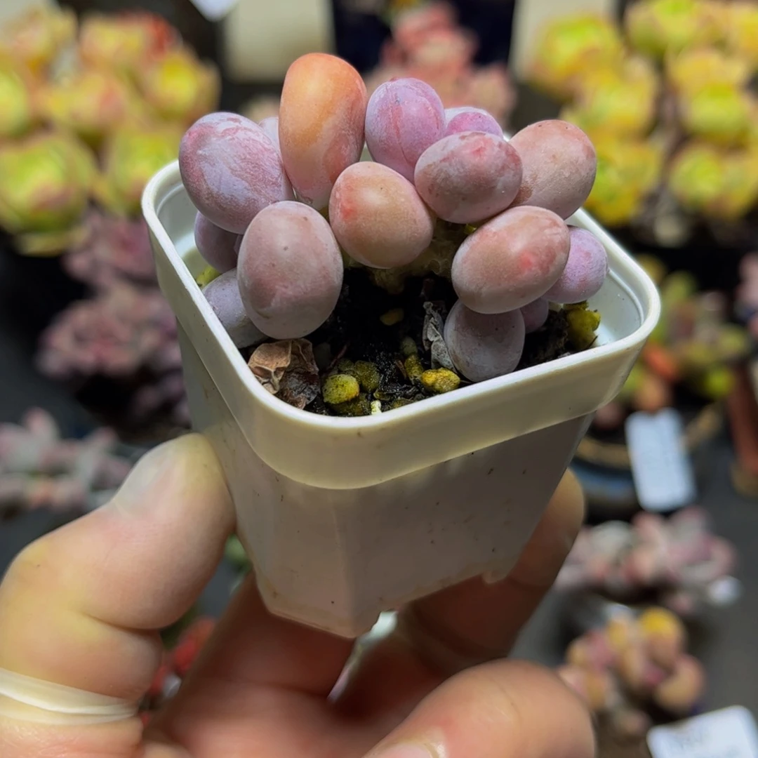 288糖豆奶酪5厘米多肉