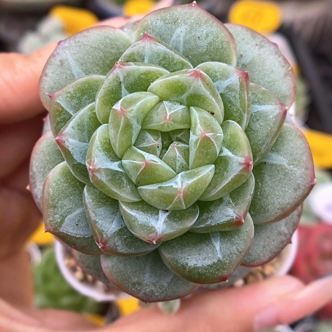 x8钻心珍妮791号。