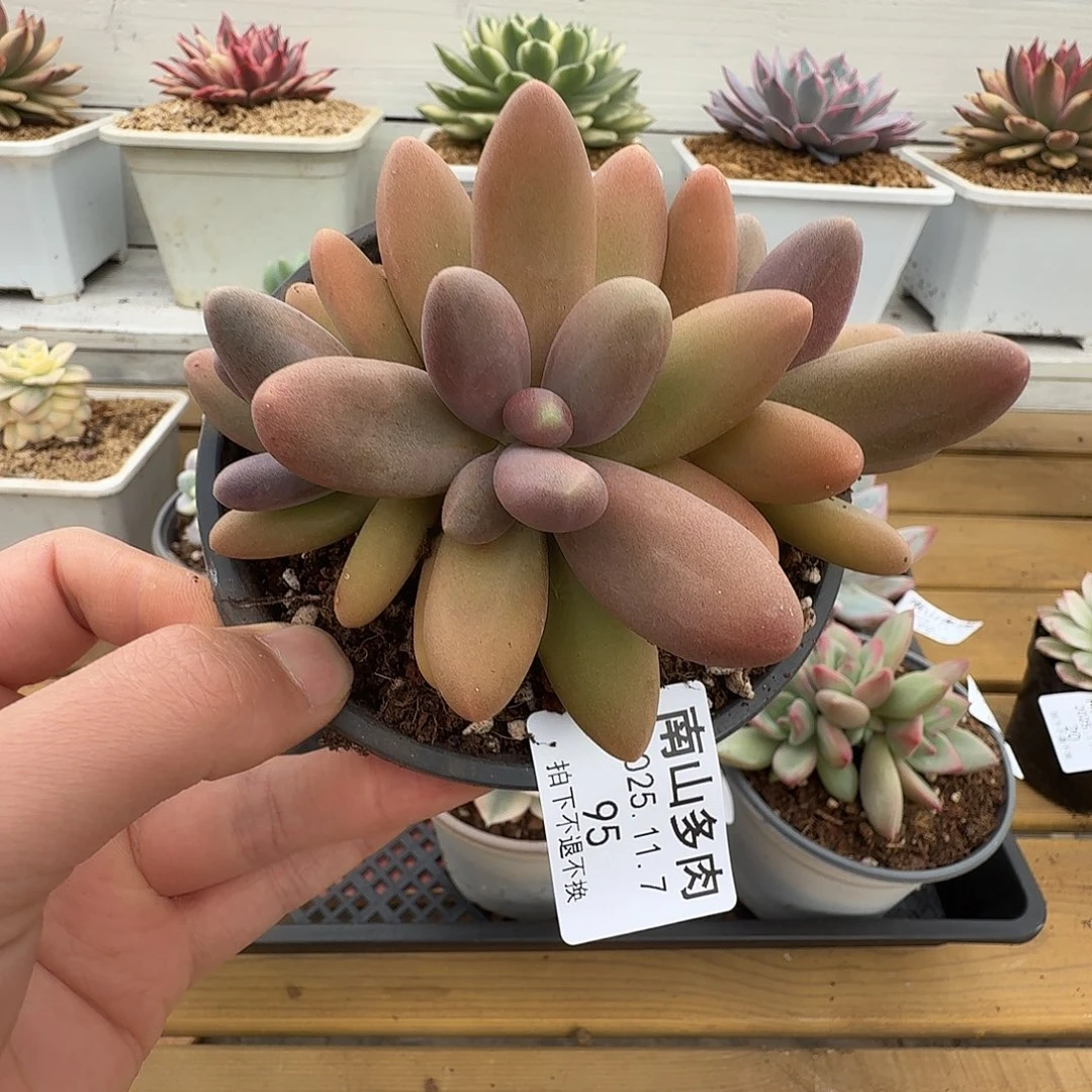 三头日光灯1111107-95