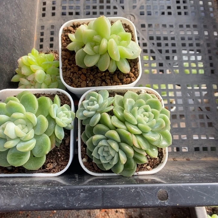 初***生一物一拍一物一拍1111-159