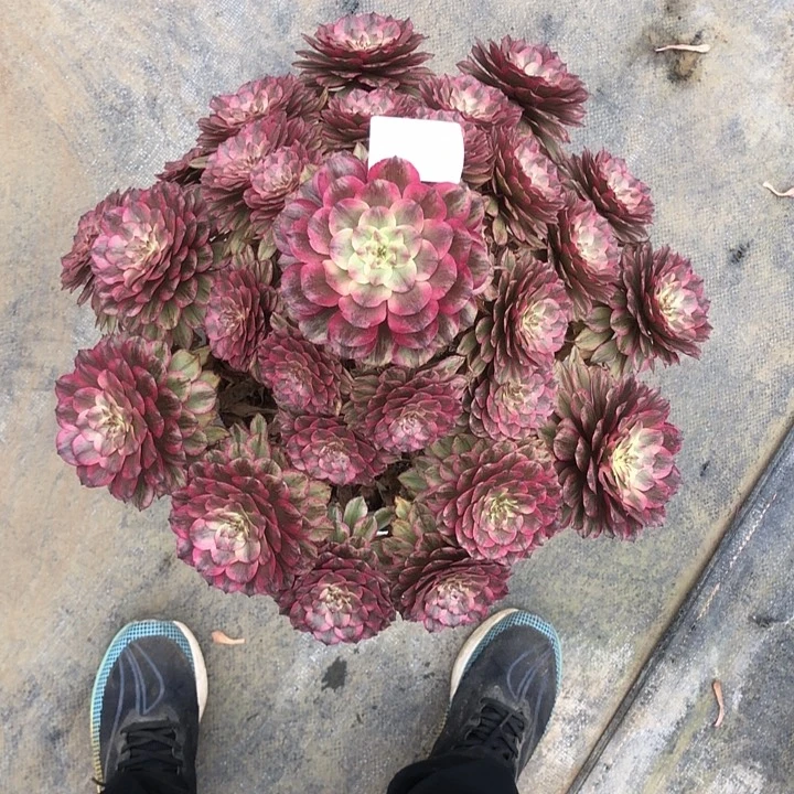 ❤️***084黄花梨多肉法师